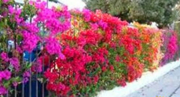 เฟื่องฟ้าเลื้อย (Climbing Bougainvillea) คละสี / 50 เม็ด (นอก)
