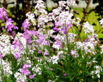 สวีท ร็อคเก็ท (Sweet Rocket - Crown Mix) คละ / 800 เม็ด (UK)