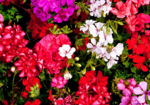 การ์เด้น เจอราเนียม เอฟทู (F2 Garden Geranium) คละ / 10 เม็ด (UK)