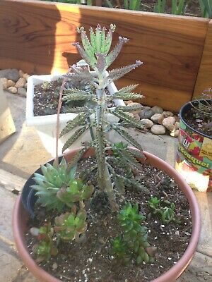 Kalanchoe Tubiflora / 5 เม็ด (Malta)