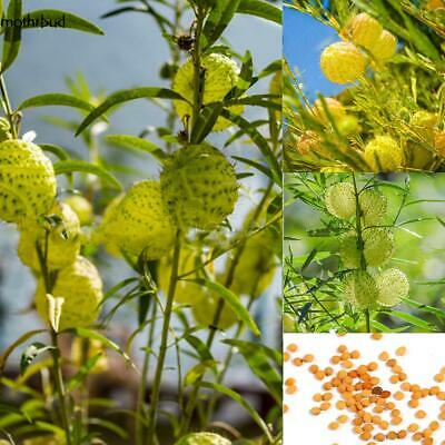 หงส์เหิร หรือบอลลูน ฟรุต (Balloon fruit) / 50 เม็ด