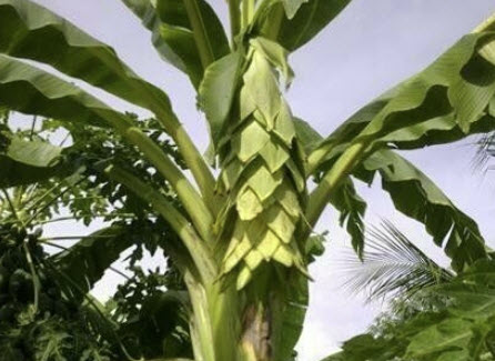 กล้วยนวล (Elephant banana / Ensete glaucum) หรือกล้วยหัวโต / 5 เม็ด (P2S)