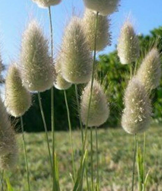 หญ้าหางกระต่าย (Hare's Tail / Bunny Tail) / 600 เม็ด (Spain)