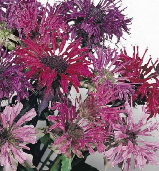 เบอกาม็อท (Bergamot) / 100 เม็ด (Lithuania)