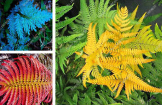 Boston Fern (mix) / 50 เม็ด (นอก)