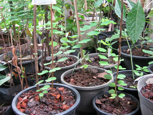 ต้นพญากาหลง กระถาง สูง 40-50 ซ.ม. / ต้น