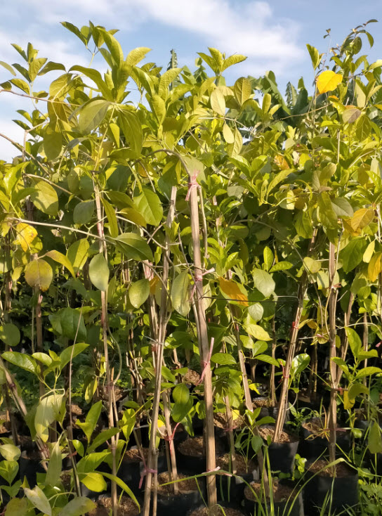 ต้นม่วงมณีรัตน์ หรือ บานบุรีสีม่วง purple begonia สูง 100-120 ซ.ม. / ต้น