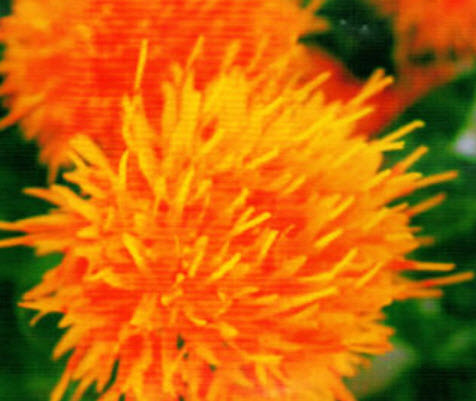 ดอกคำฝอย (Safflower) สีส้ม / ซอง 40 เม็ด (A008)
