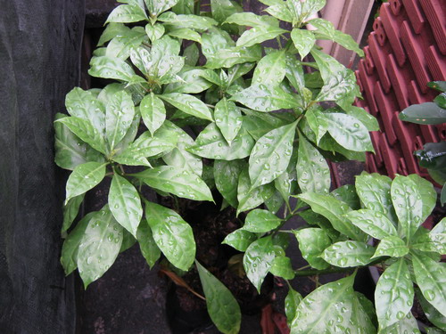 ต้นกุหลาบพุกาม ถุงดำ สูง 10-20 ซ.ม.