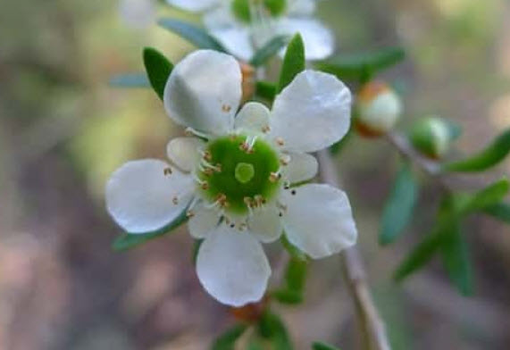 Tantoon Tea Tree / 1,000 เม็ด (Australia)