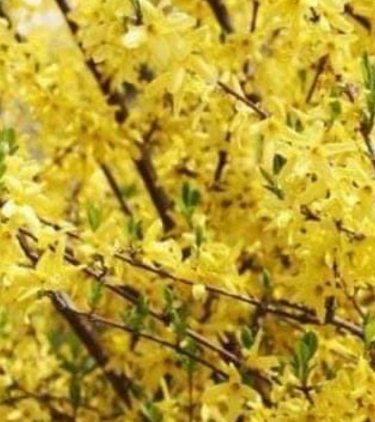 ต้นเหลี่ยงเคี้ยว / ฟอซีเธีย (Weeping Forsythia) กระถาง 10 นิ้ว สูง 80-100 ซ.ม. (China)