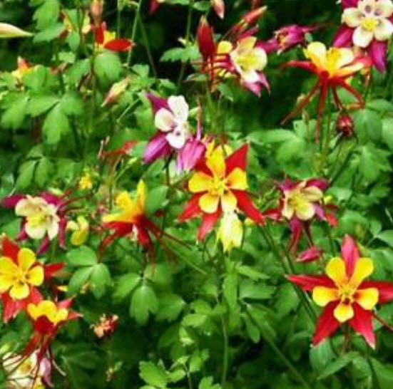 โคลัมบายน์ (Columbine) คละ / ซอง 50 เม็ด (A113)