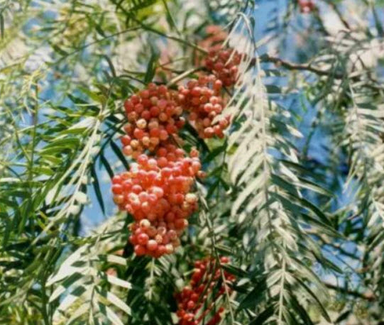 พริกไทยชมพู หรือพริกไทยเปรู (Pink Pepper) / 10 เม็ด (Portugal)