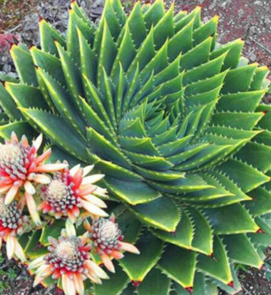 ว่านหางจระเข้ Rotation Aloe / 100 เม็ด