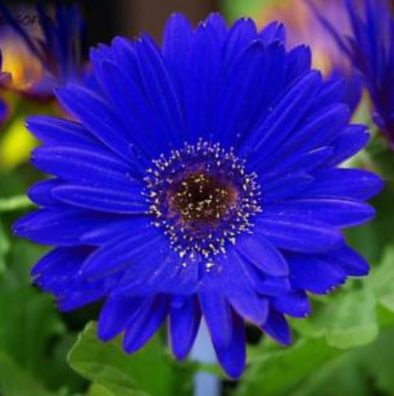 เยอบีร่า (Gerbera) สีน้ำเงิน / 25 เม็ด (หายาก)