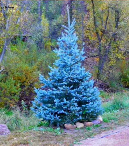 สนสีฟ้า บลูสกาย (Blue Sky Pine) / 50 เม็ด (นอก)