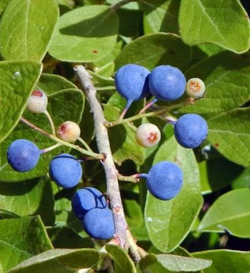 เมล็ดพันธุ์ ต้นน้ำตาพระศิวะ รุทรักษะ จากต้นแม่ในไทย Rudraksha สำหรับเพาะต้นกล้า / 10 เม็ด