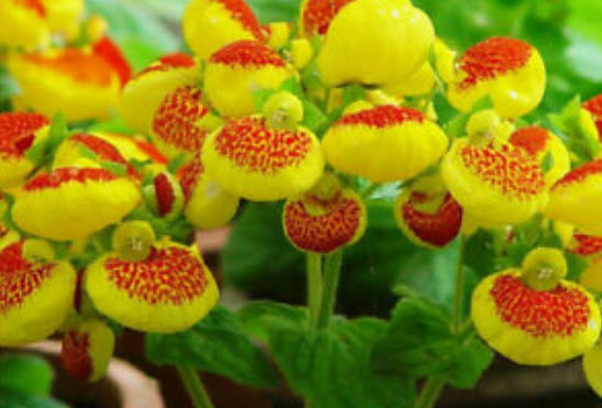 คาลซีโอลาเรีย (Calceolaria) คละ / ซอง 30 เม็ด (A150)