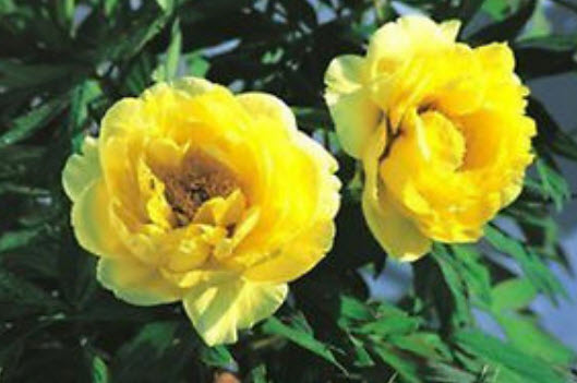 โบตั๋น (peony) เหลือง / 20 เม็ด (นอก)