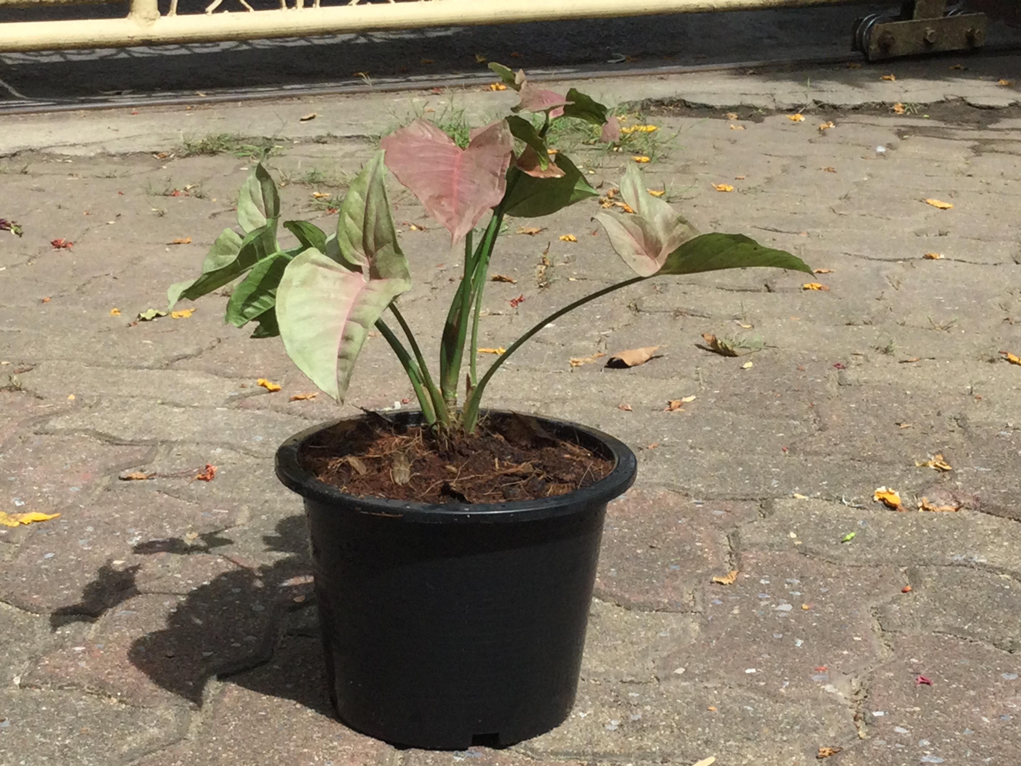 ต้นออมชมพูด่าง กระถาง 8 นิ้ว