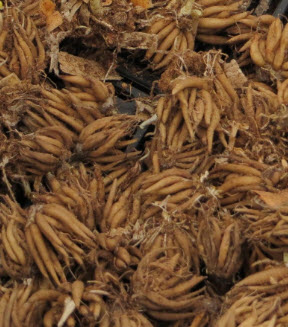 หัวรานังคูลัส (Ranunculus bulb) คละสี / 3 หัว