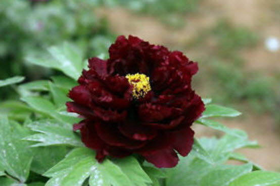 โบตั๋น (Peony) แดงเข้ม / 20 เม็ด (นอก)