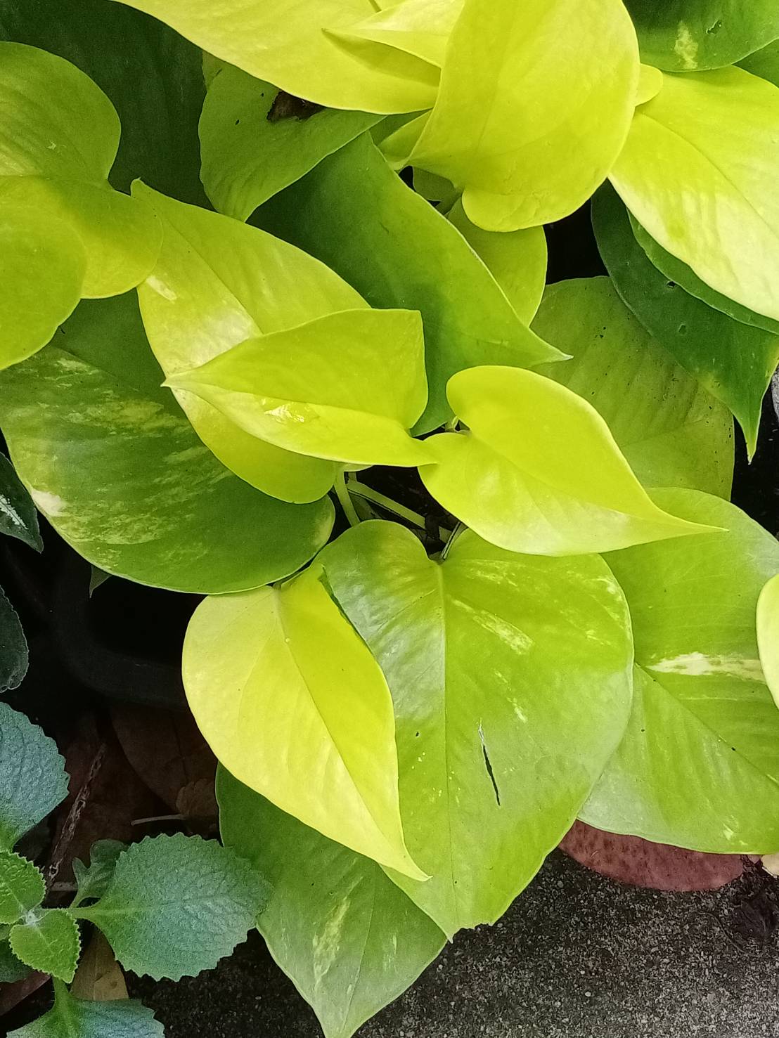 ต้นพลูด่างทอง ราชินีสีทอง กระถาง 4 นิ้ว