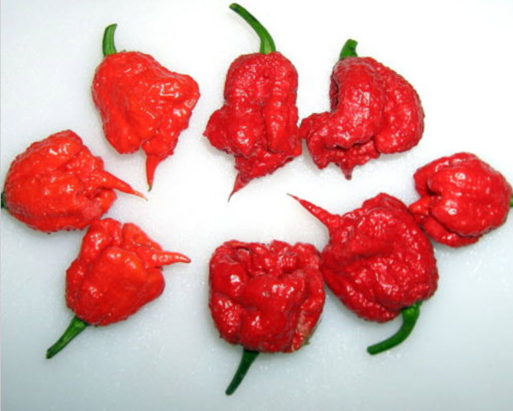 พริก Carolina Reaper / 25 เม็ด (Estonia)