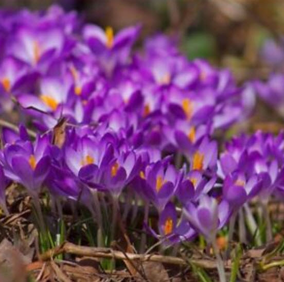 หญ้าฝรั่น (Saffron / Crocus) / 10 เม็ด (China)