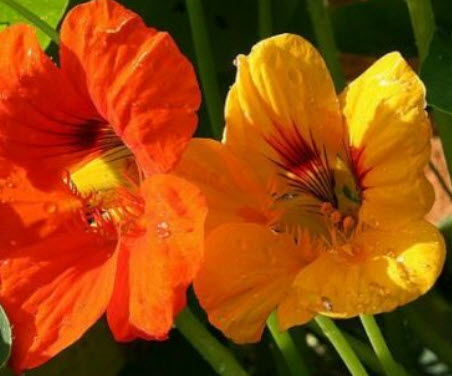 แนสเตอเตียม เอ้าท์ออฟอัฟริกา (Nasturtium - Out of Africa) คละ / 80 เม็ด (UK)