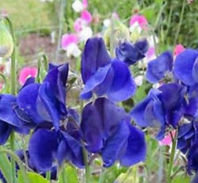 สวีทพี รอยัล เนวี่ บลู (Sweet Pea Royal Navy Blue) / 15 เม็ด (UK)