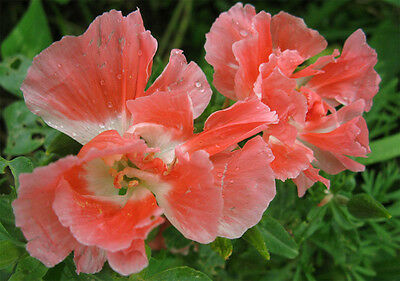 ก็อดดีเทีย โมนาร์ช (Godetia Monarch) คละ / 2,000 เม็ด (UK)