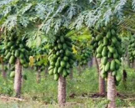 มะละกอ เรดเลดี้ (Red Lady Papaya) / 20 เม็ด (Sri Lanka)