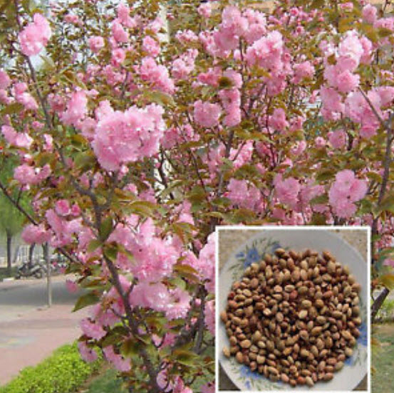 ซากุระต้น (Sakura) ชมพู / 20 เม็ด