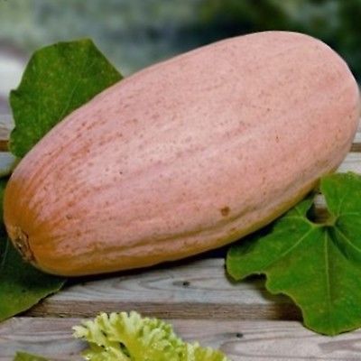 ฟักทองกล้วยสีชมพู / 5 เม็ด (Ukraine)