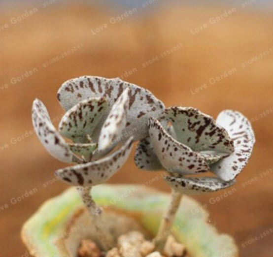 เมล็ดพันธุ์ กุหลาบหิน Kalanchoe Marmorata / 100 เม็ด (China)