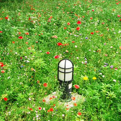 ดอกไม้ป่า คละแบบ พื้นที่มีน้ำใต้ดิน สูง 30-45 ซ.ม / ซอง 200 เม็ด (K006)