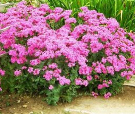 แคทฟลายร์ - ไทรอัมพ์ (Nodding Catchfly - Triumph) / 400 เม็ด (UK)