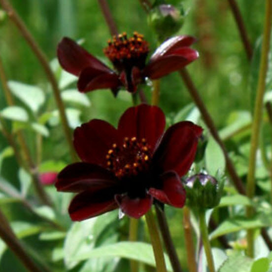 ดาวกระจาย ช็อคโกแลต (Chocolate Cosmos) / 100 เม็ด (China)