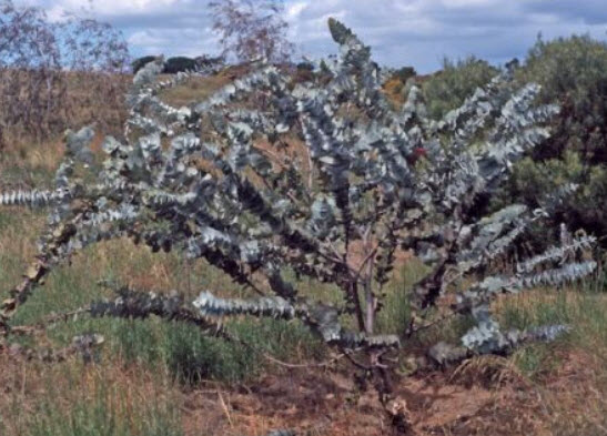 ยูคา โรส มอลลี่ (Rose Mally) / 15 เม็ด (Portugal)