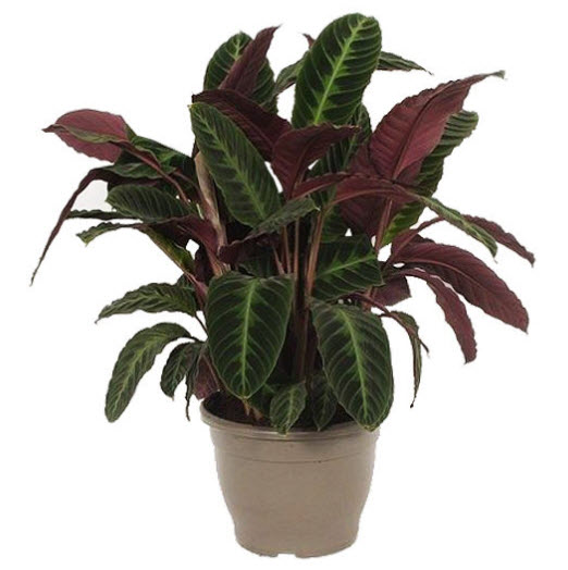 คล้าแฟนซี หรือคล้าไอศครีม (Calathea Warscewiczii) / 50 เม็ด (Vietnam)