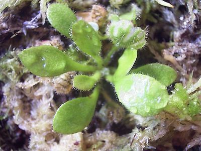 กระเป๋าจิงโจ้ (Cephalotus Follicularis) / 3 เม็ด (Israel)