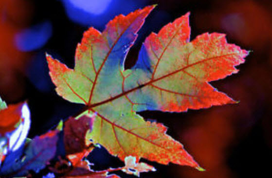 เมเปิ้ลแฟนซี (Rainbow Maple) / 20 เม็ด