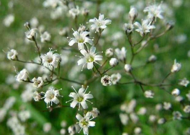 ยิปโซ (Gypsophila) สีขาว / 3,500 เม็ด (UK)