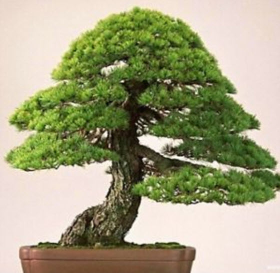 สนดำญี่ปุ่น (Japanese Black Pine) / 40 เม็ด