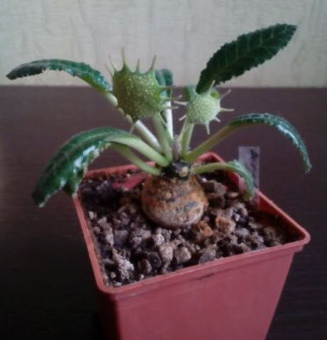 มะพร้าวทะเลทราย (Dorstenia Crispa) / 3 เม็ด (Russia)