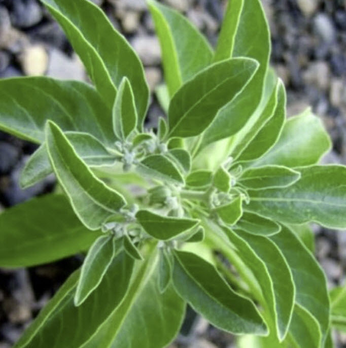 โสมอินเดีย (Indian Ginseng / Ashwagandha) / 50 เม็ด (France)*