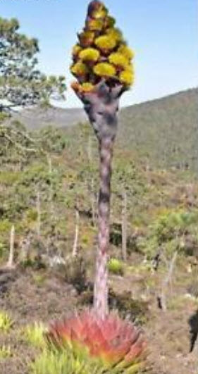 ว่านภูเขา (Agave Montana) / 10 เม็ด (Malaysia)