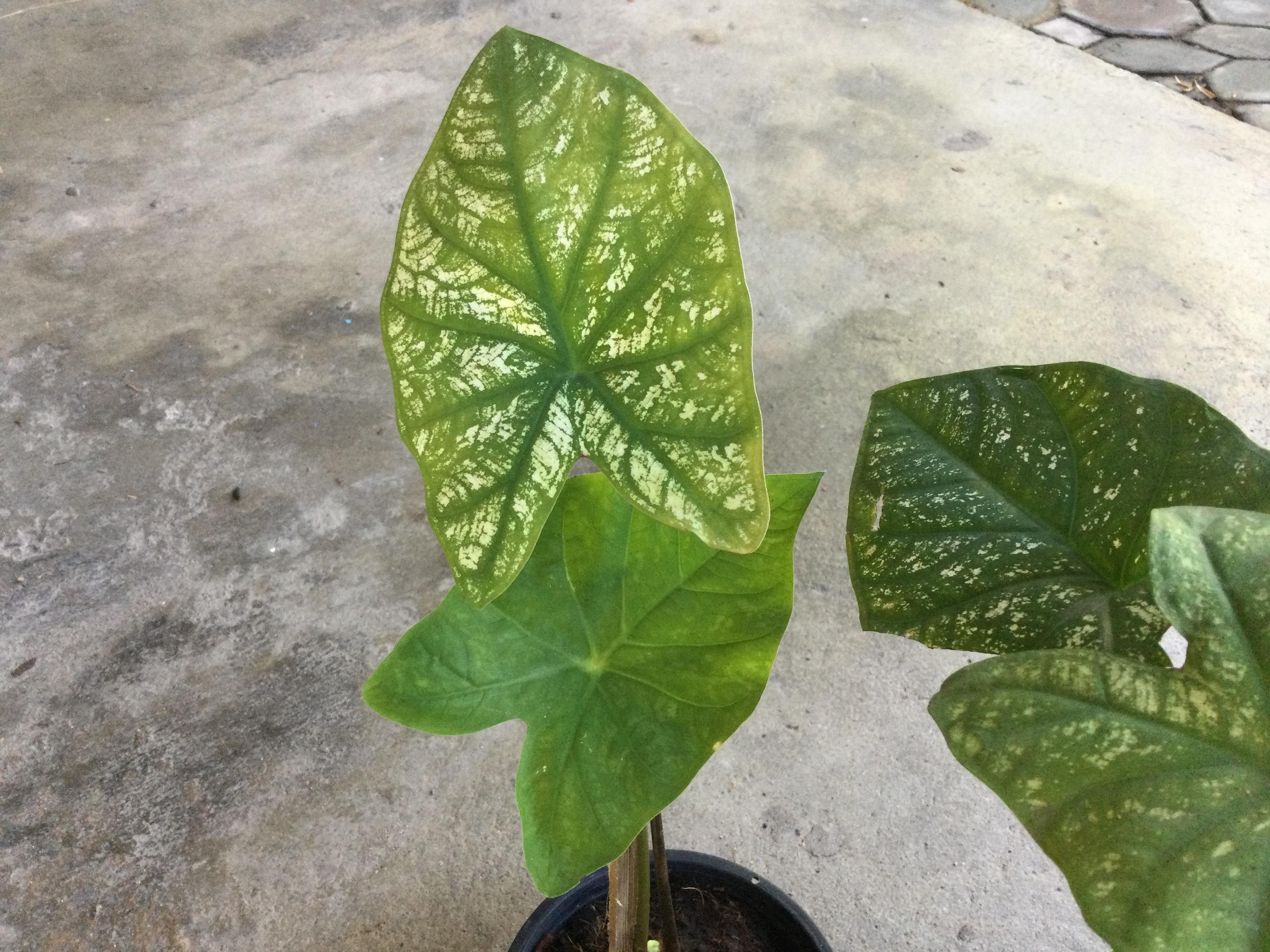 ต้นบอนสี "อิเหนา" กระถาง 6 นิ้ว สูง 25-40 ซ.ม.