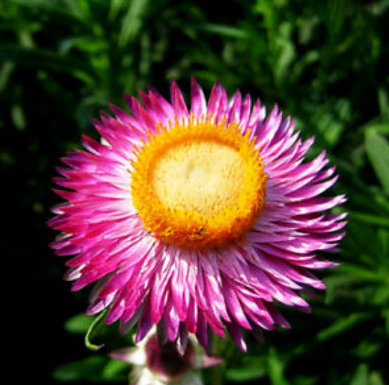 ดอกกระดาษ / บานไม่รู้โรยฝรั่ง (Straw Flower) / ซอง 50 เม็ด (A073)